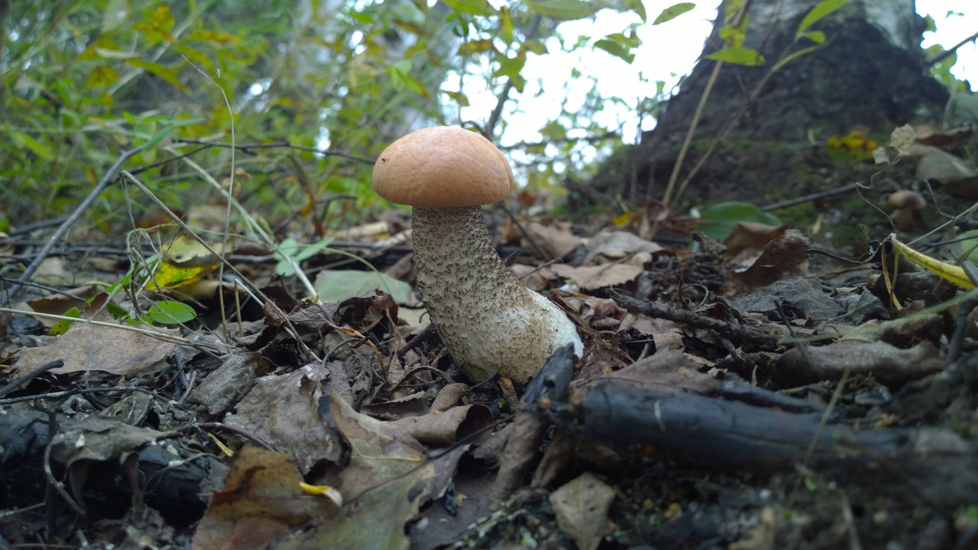 WP_20160829_011.jpg