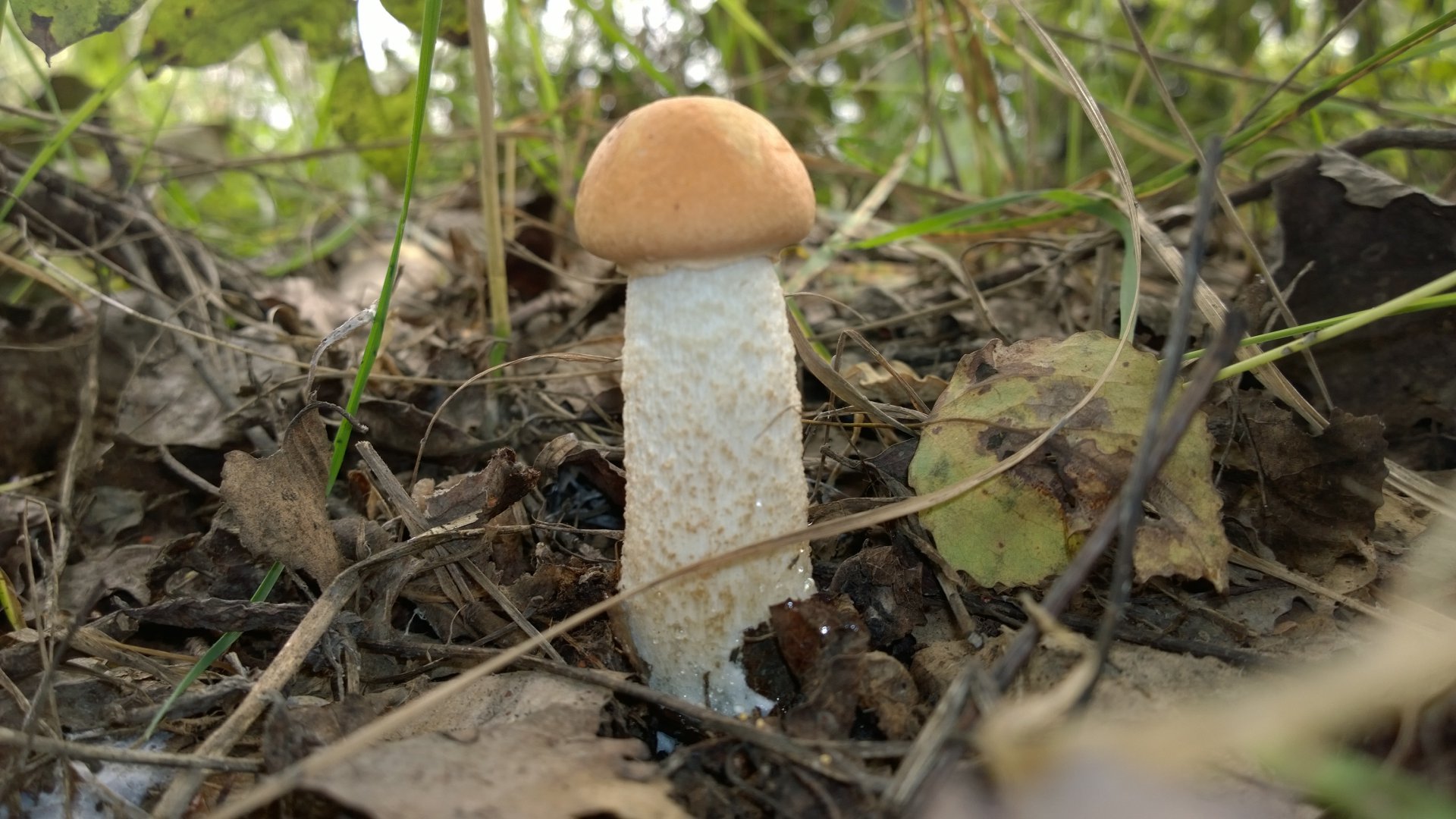 WP_20160829_014.jpg