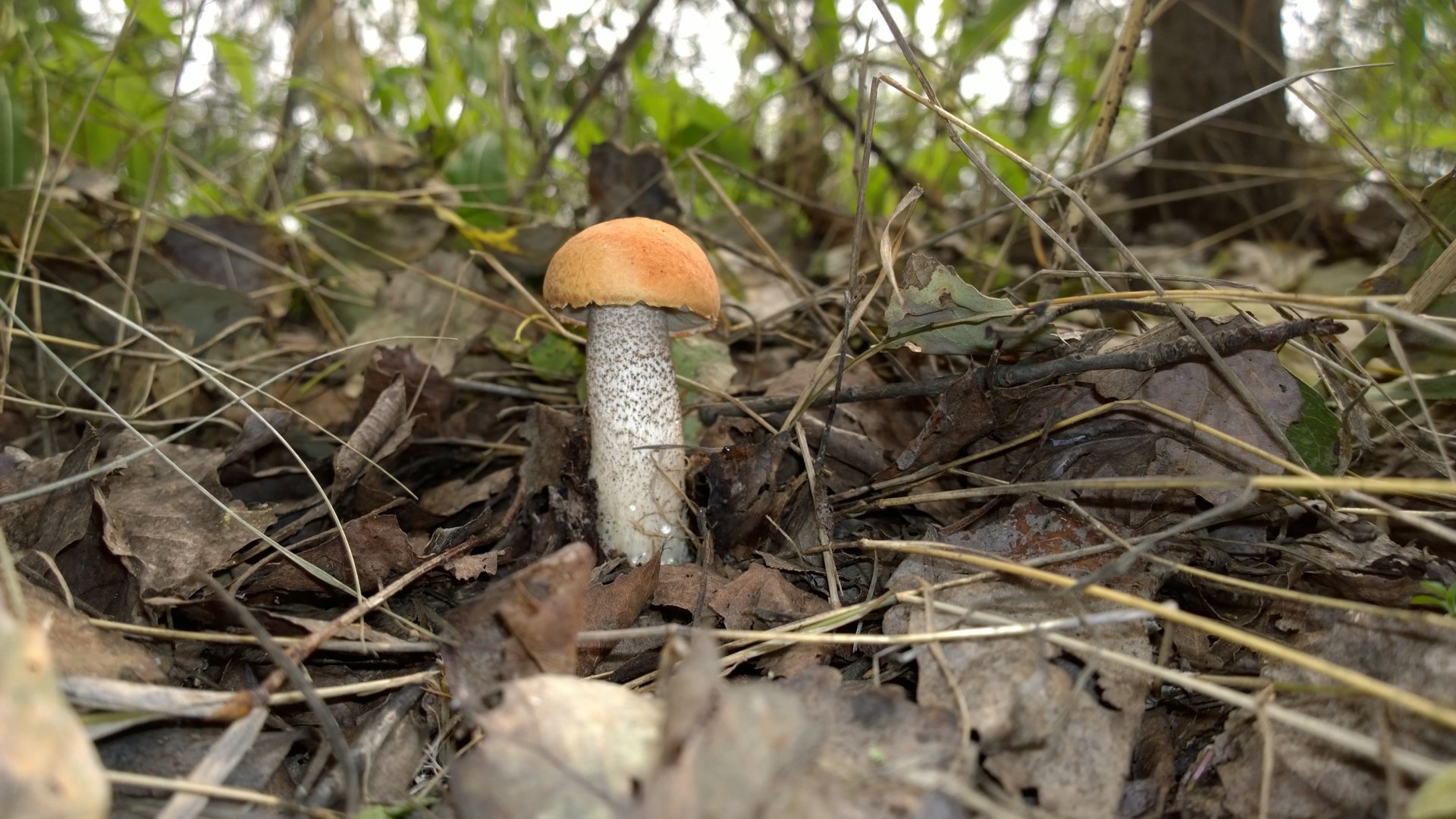 WP_20160829_015.jpg