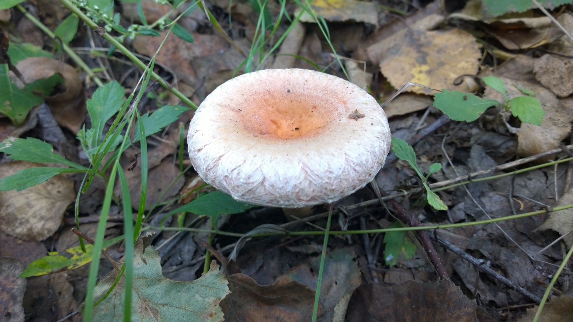 WP_20160829_018.jpg