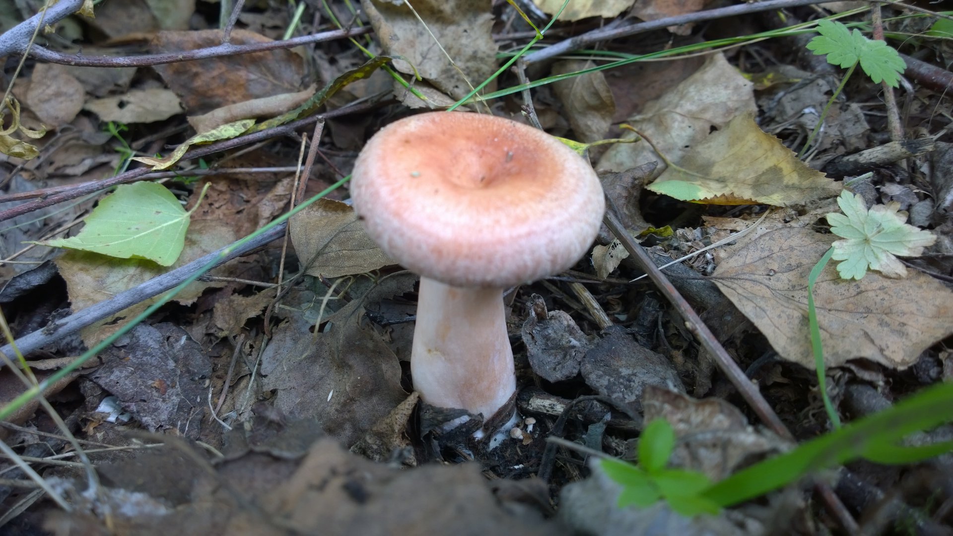 WP_20160829_019.jpg