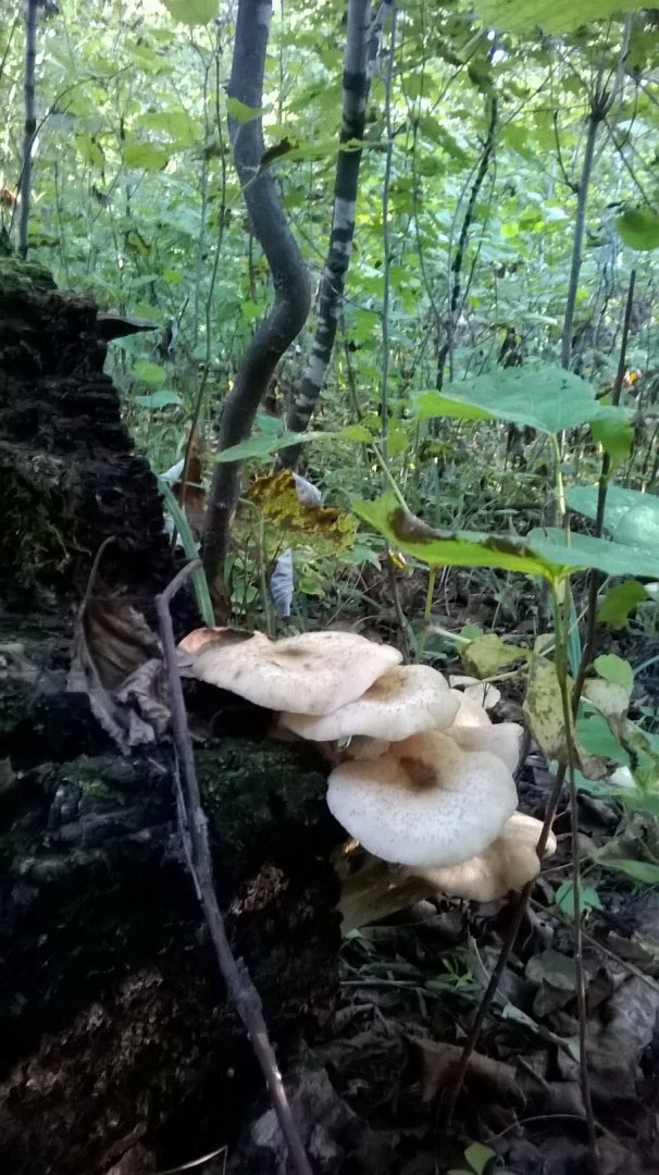 WP_20160831_010.jpg