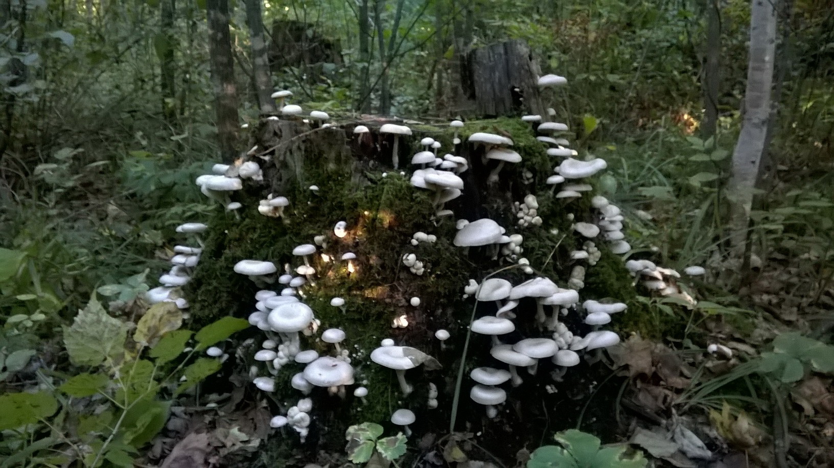 WP_20160831_014.jpg