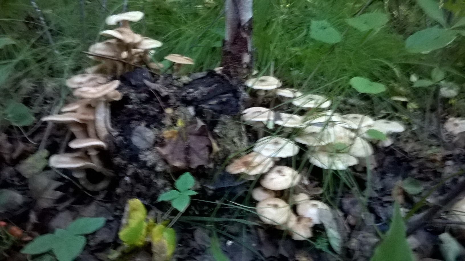 WP_20160831_015.jpg
