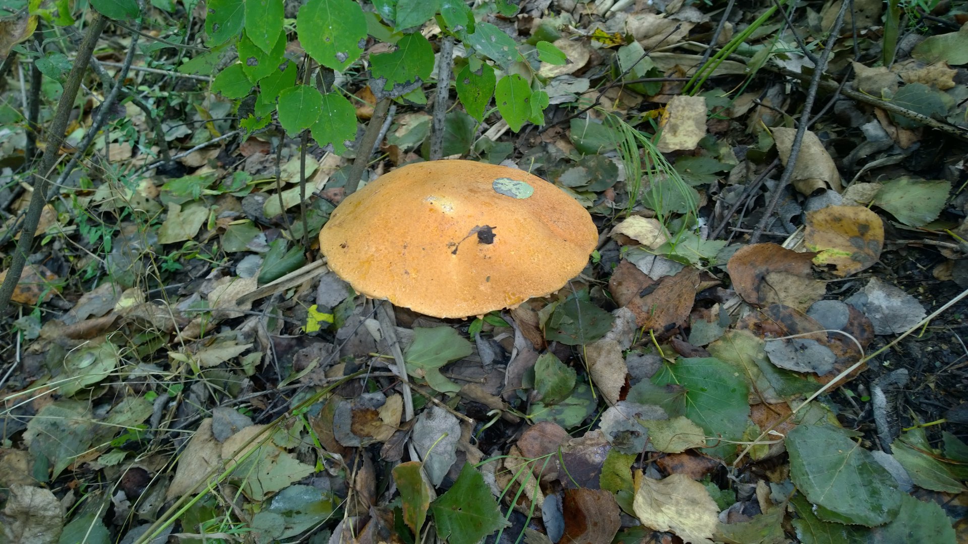 WP_20160902_003.jpg