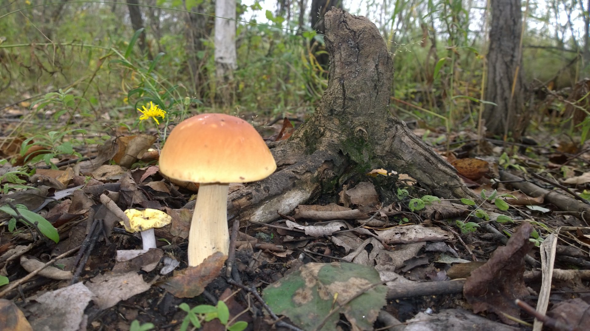 WP_20160902_007.jpg