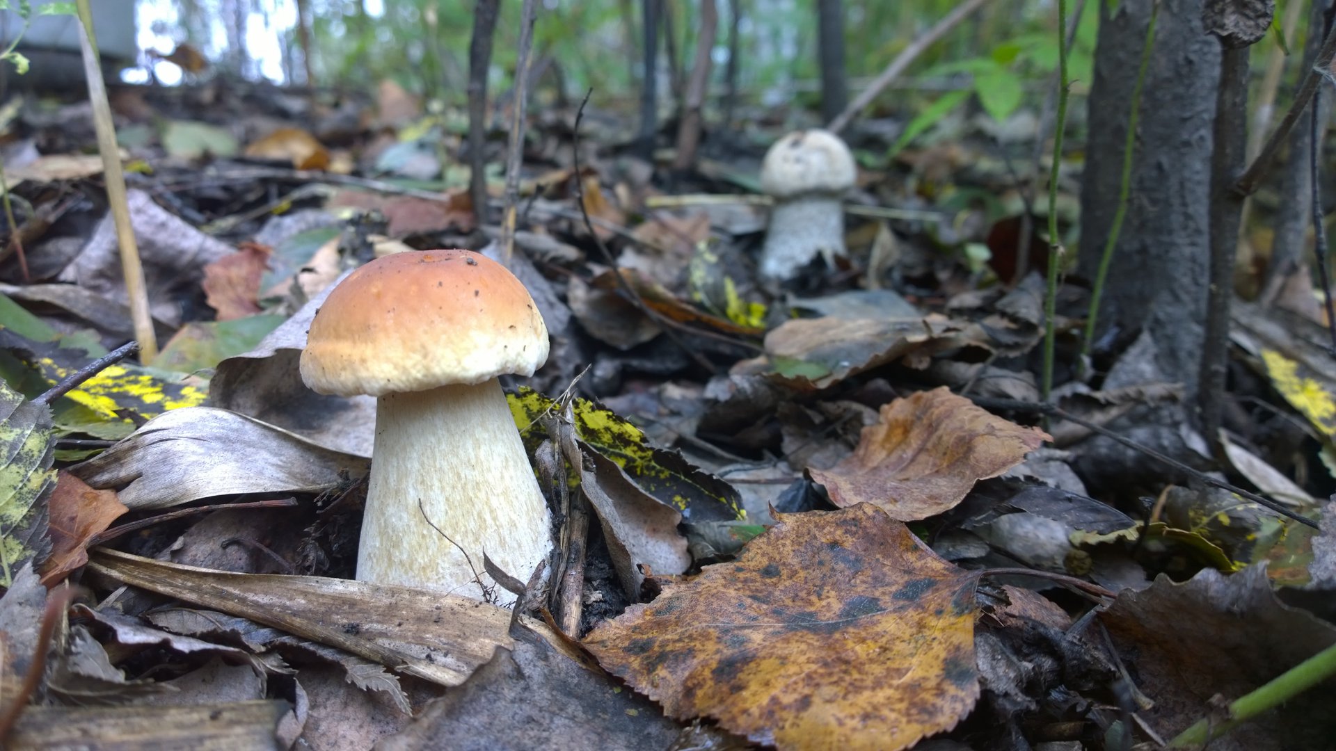 WP_20160902_009.jpg