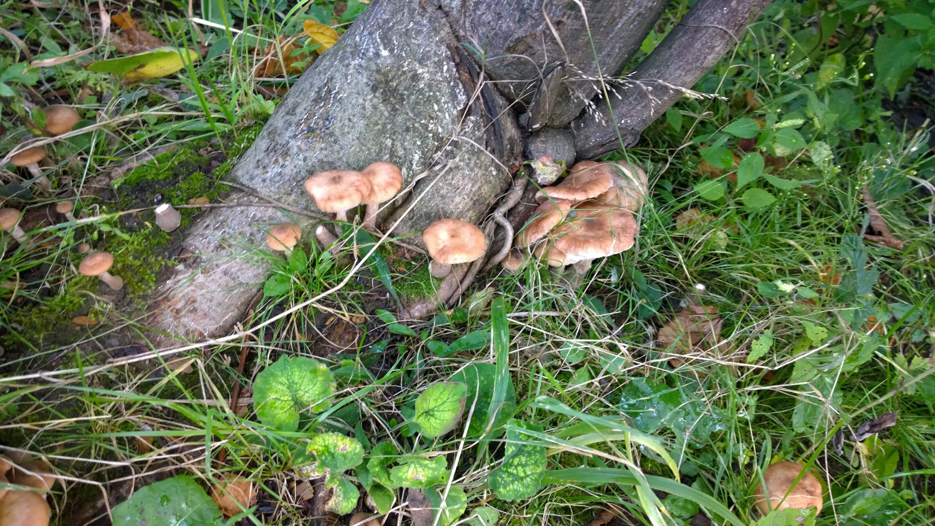 WP_20160902_014.jpg
