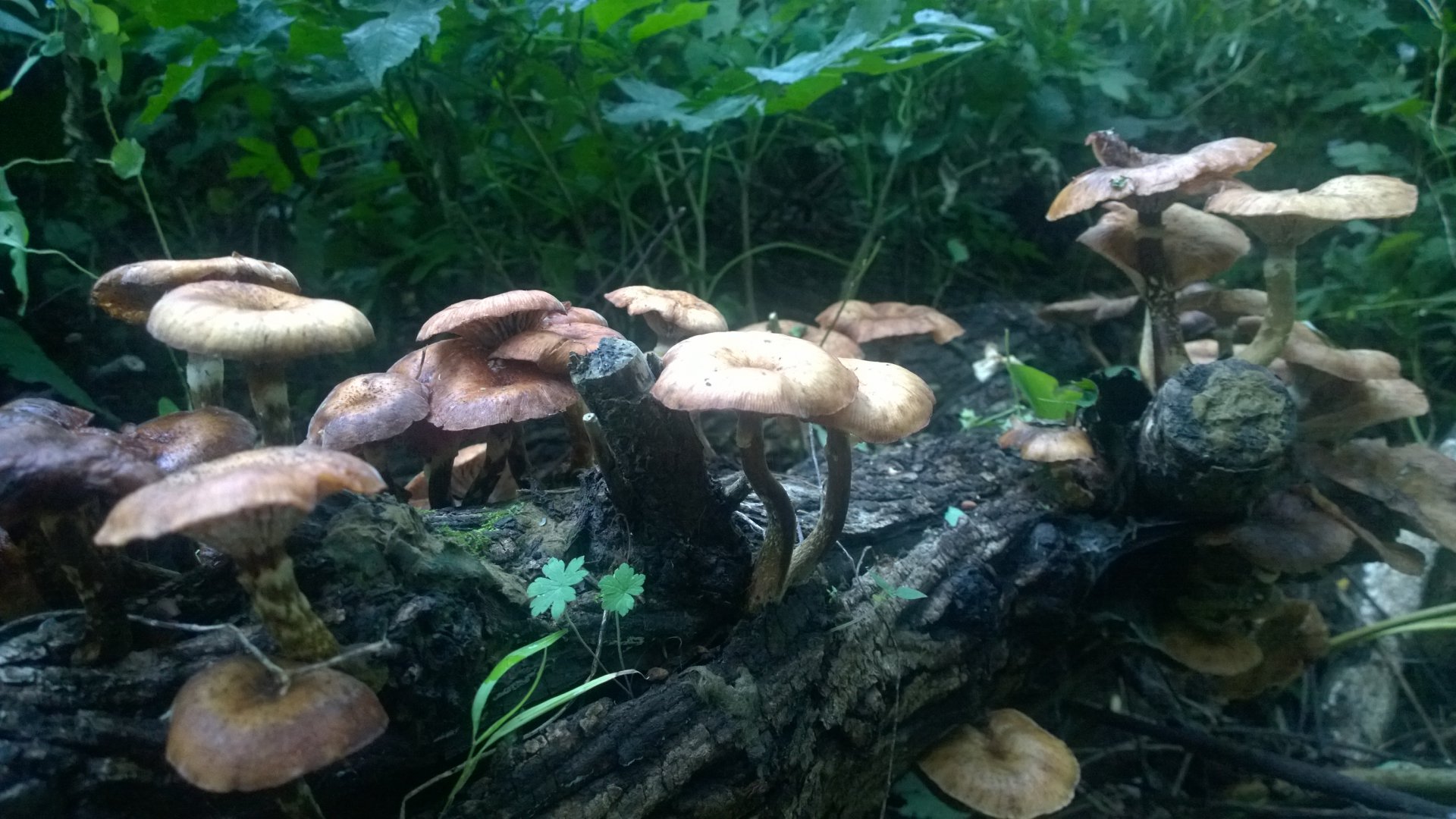 WP_20160902_020.jpg