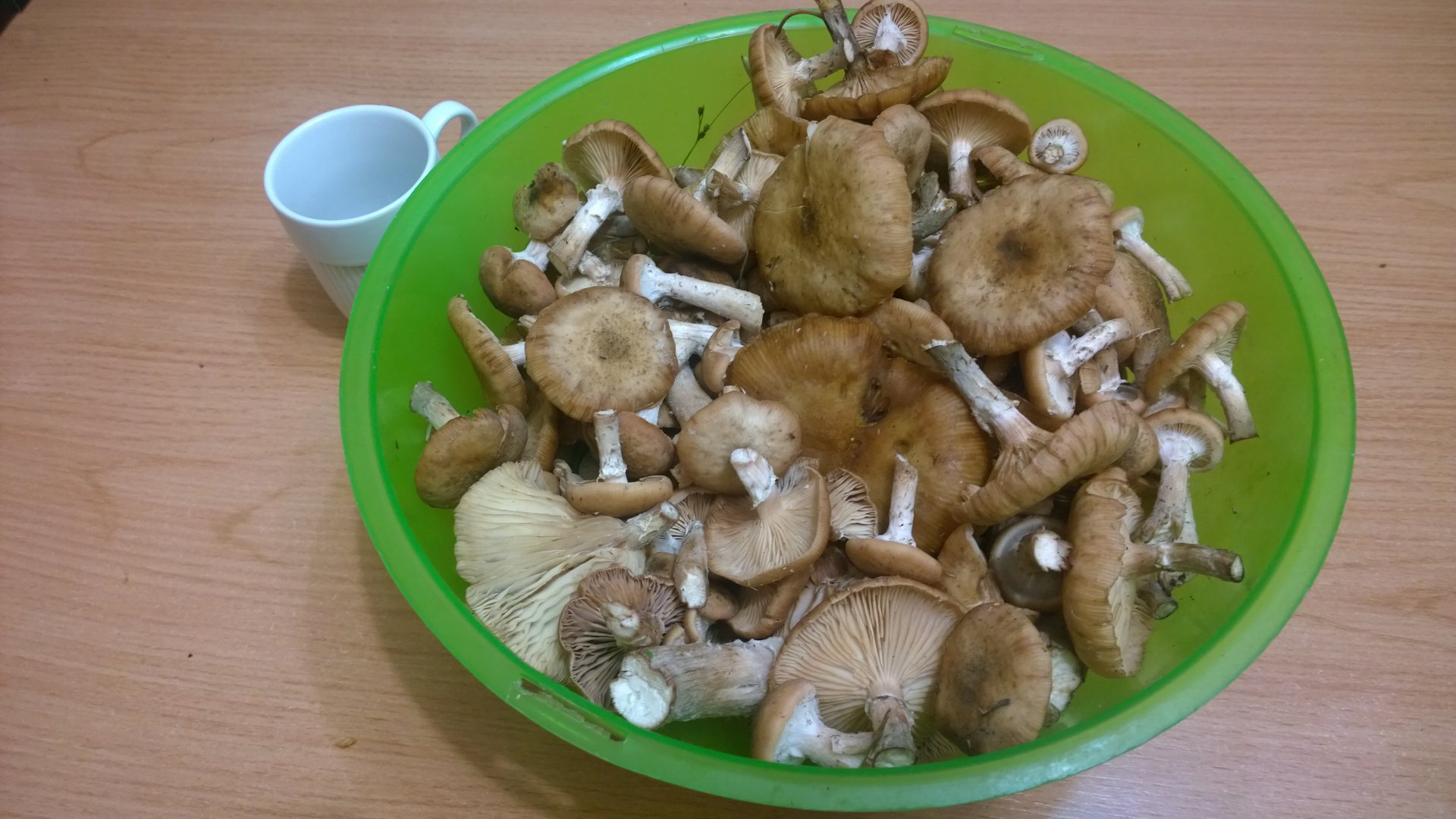 WP_20160902_024.jpg