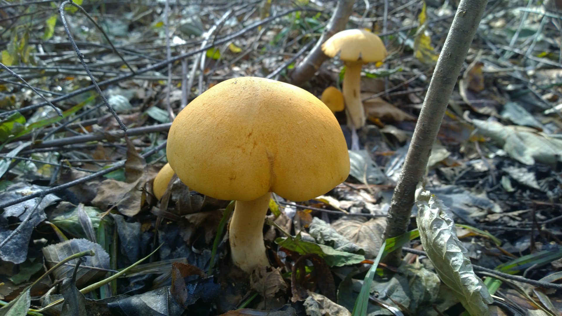 WP_20161008_005.jpg