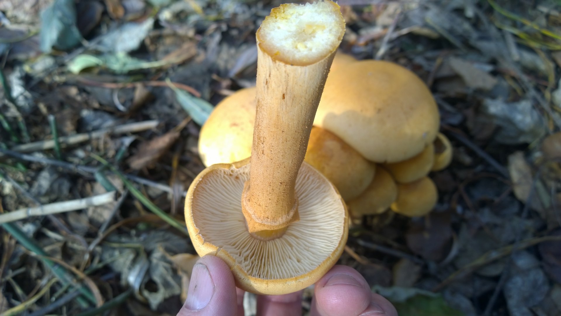 WP_20161008_006.jpg