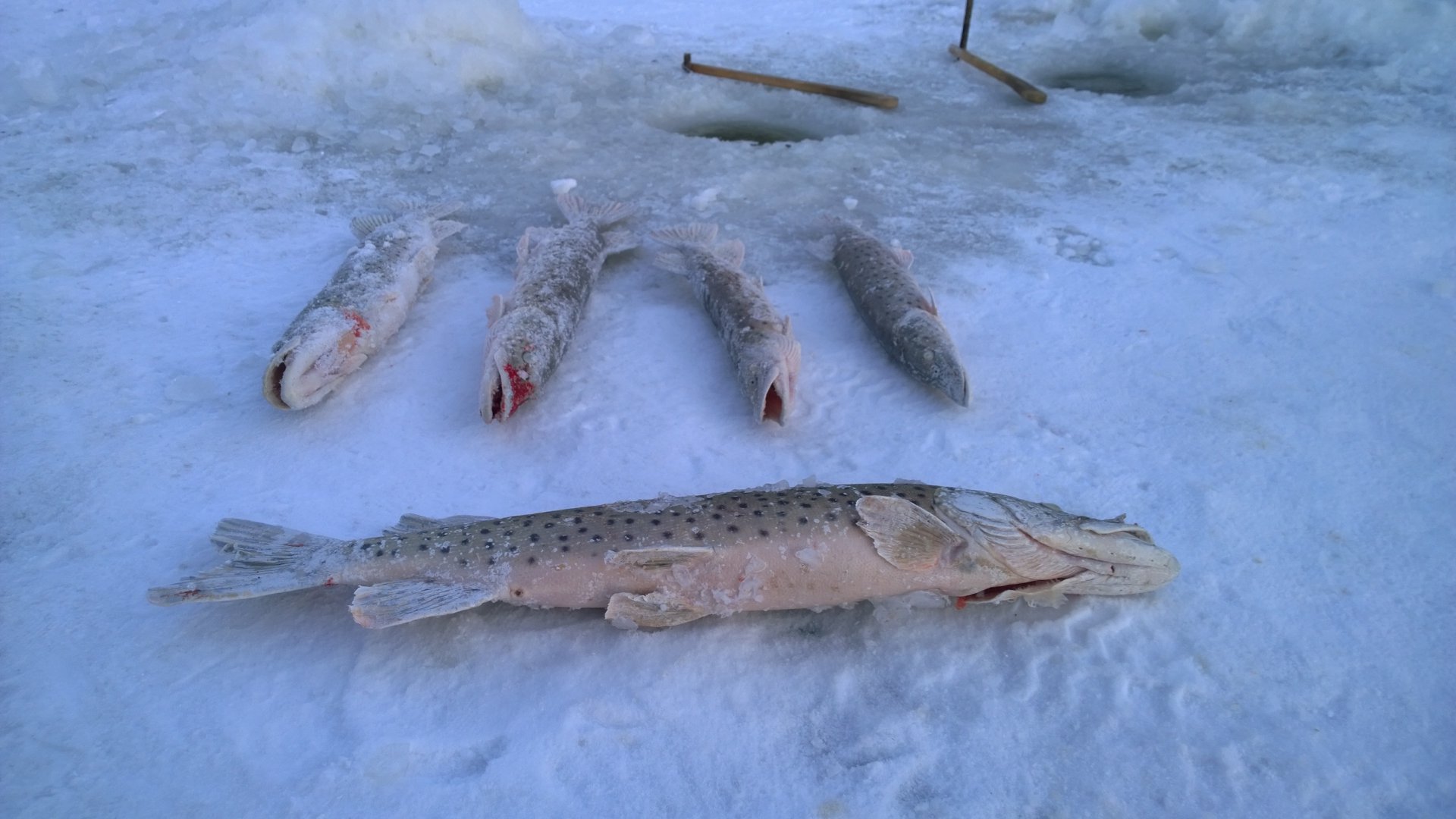 WP_20161210_009.jpg