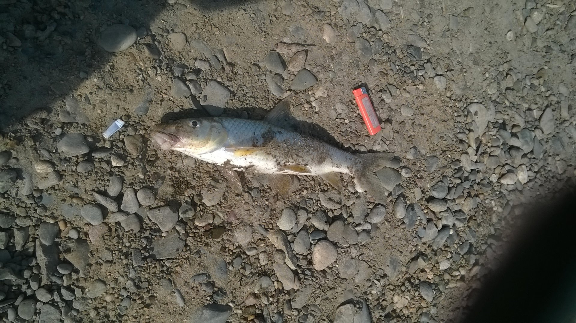 WP_20190504_002.jpg