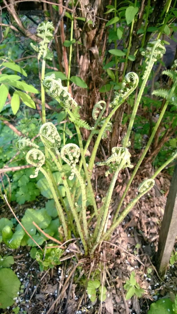 WP_20190524_002.jpg