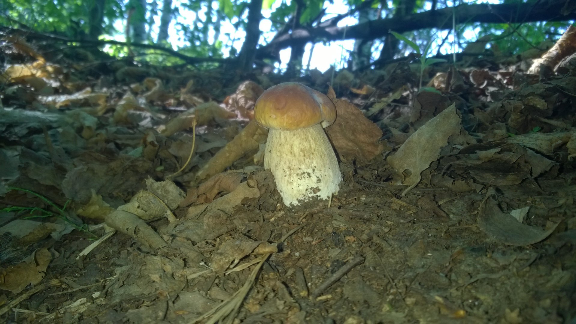 WP_20190621_001.jpg