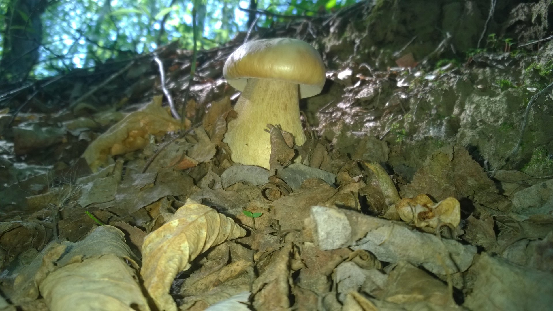 WP_20190621_002.jpg