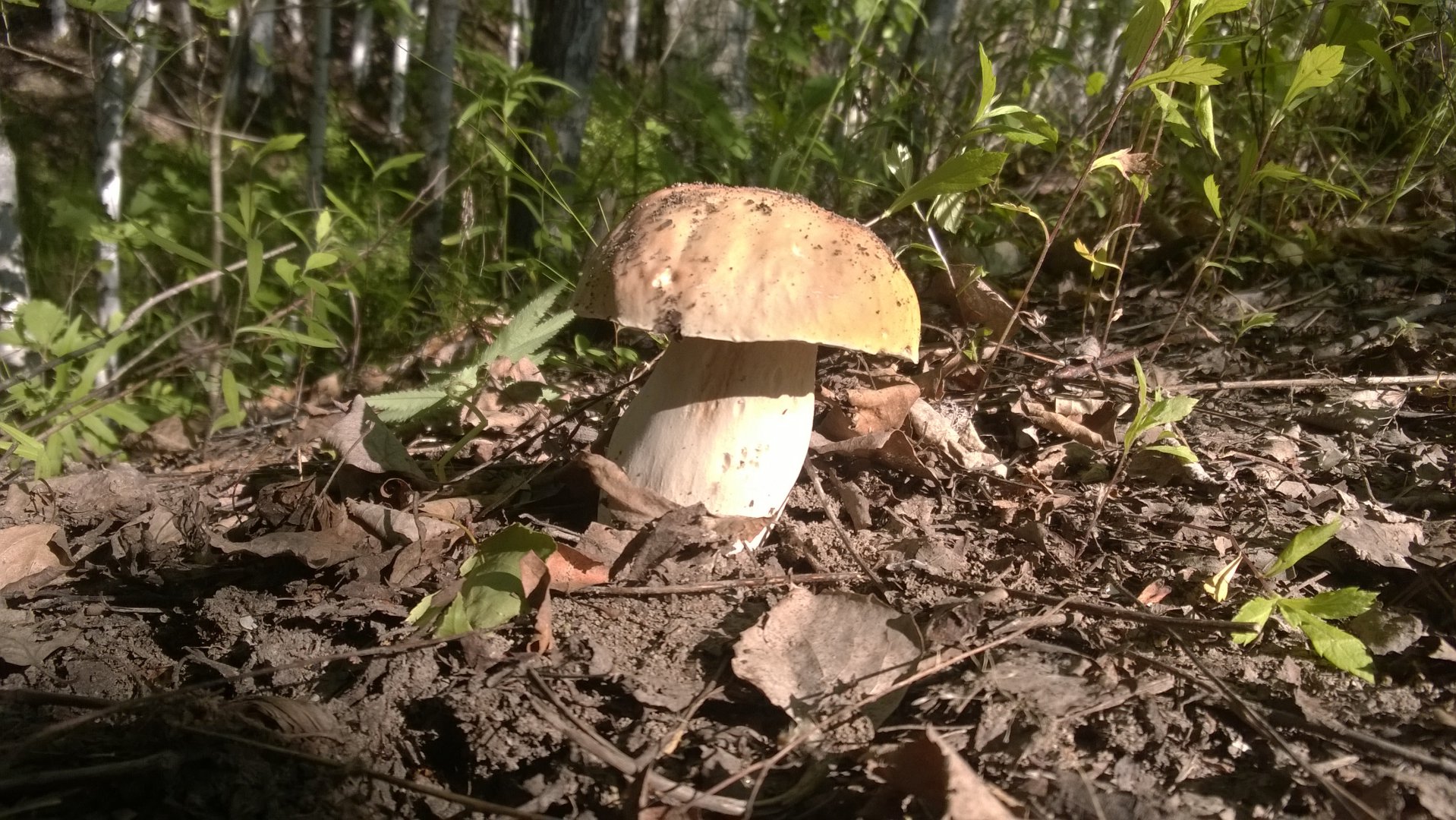 WP_20190621_004.jpg