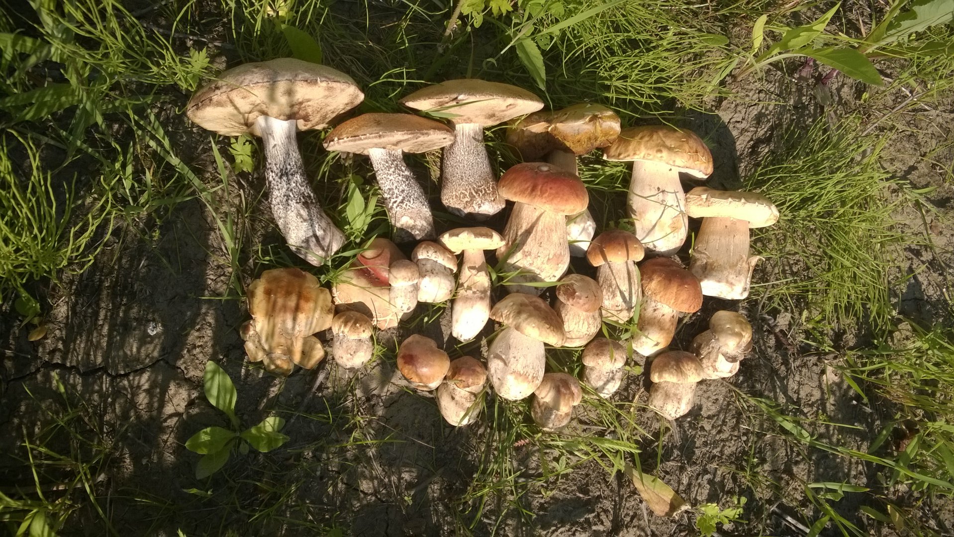 WP_20190621_005.jpg