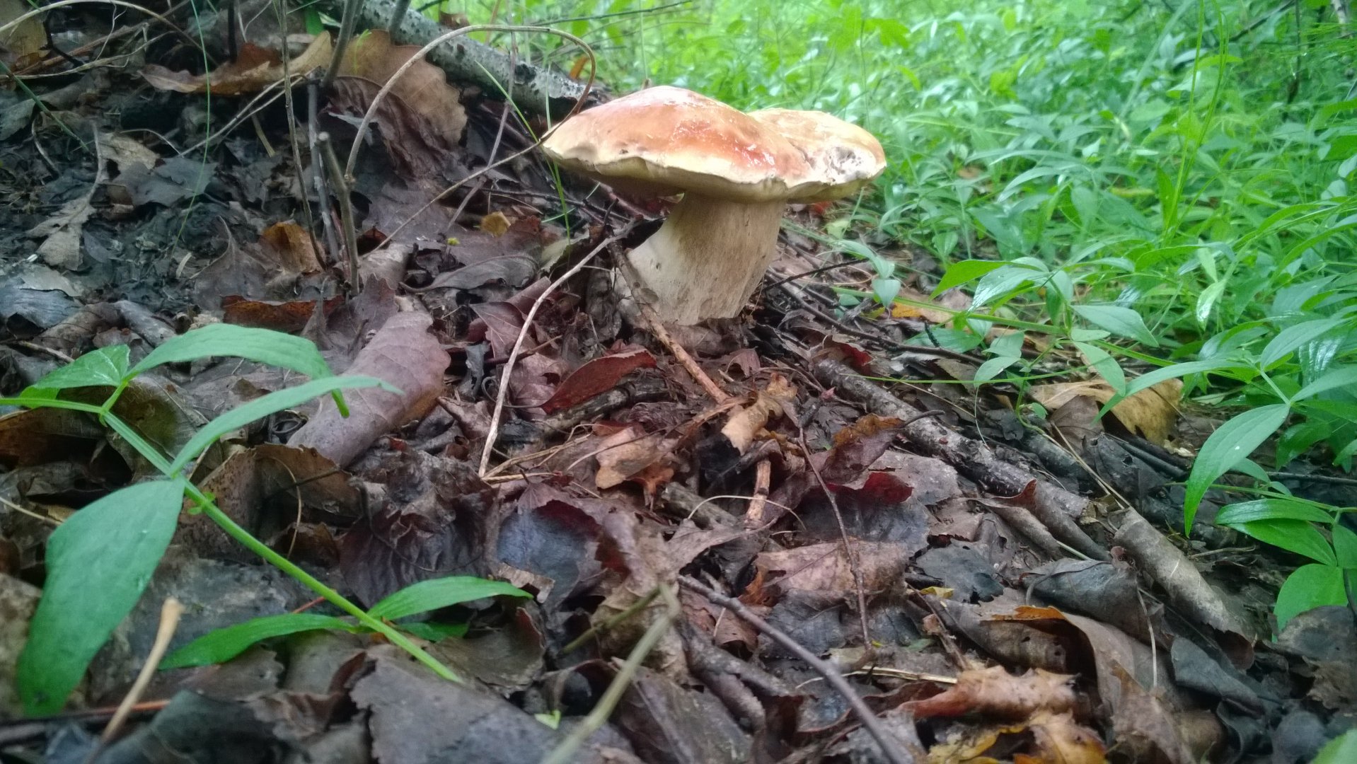 WP_20190626_002.jpg