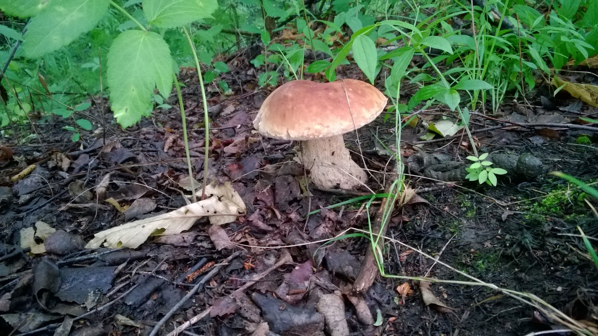WP_20190626_003.jpg
