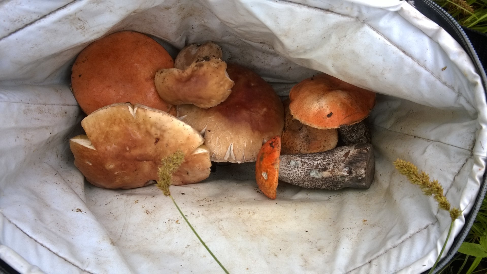 WP_20190626_008.jpg