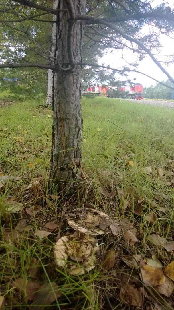 WP_20190829_002.jpg