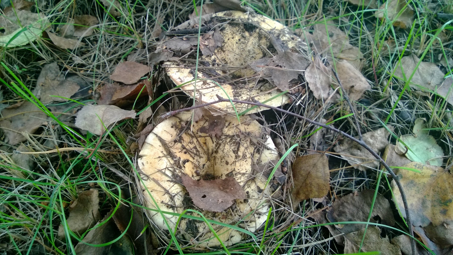 WP_20190829_003.jpg