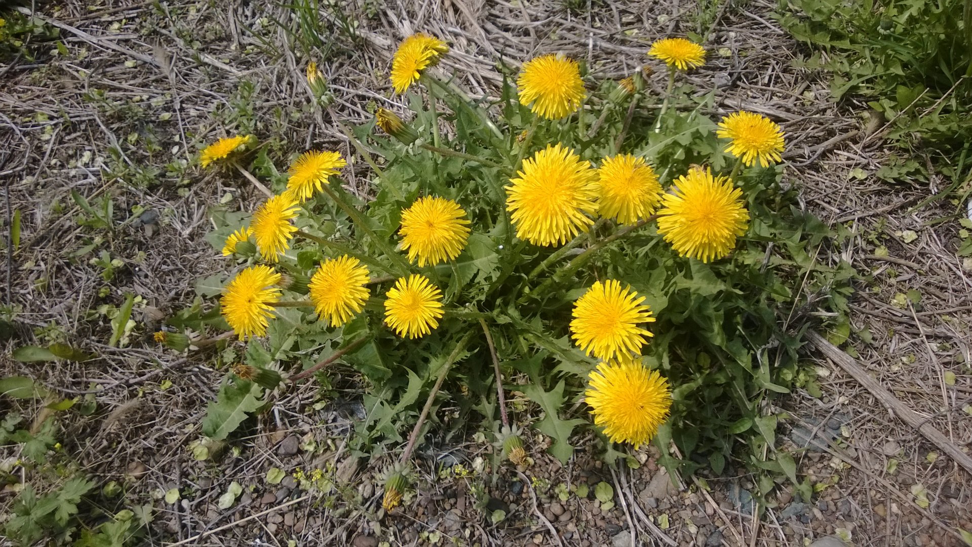 WP_20200518_001.jpg