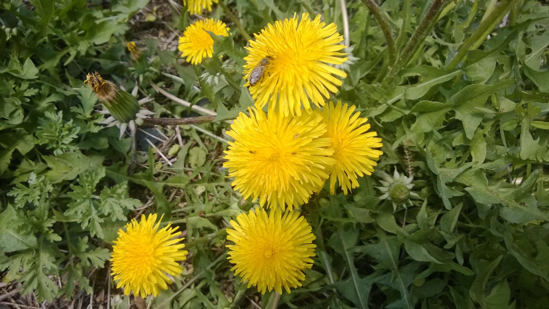 WP_20200518_003.jpg