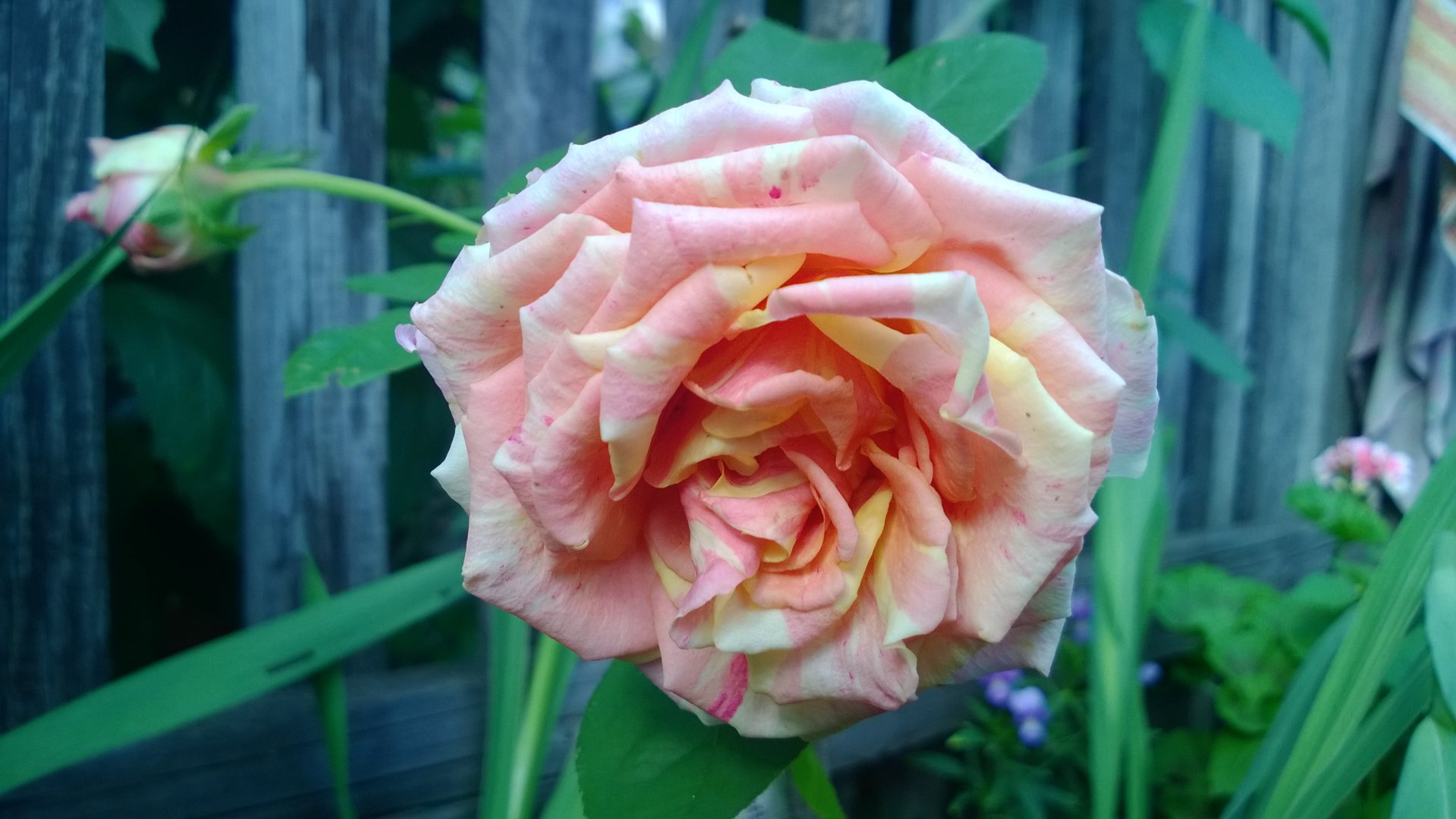 WP_20200820_012.jpg