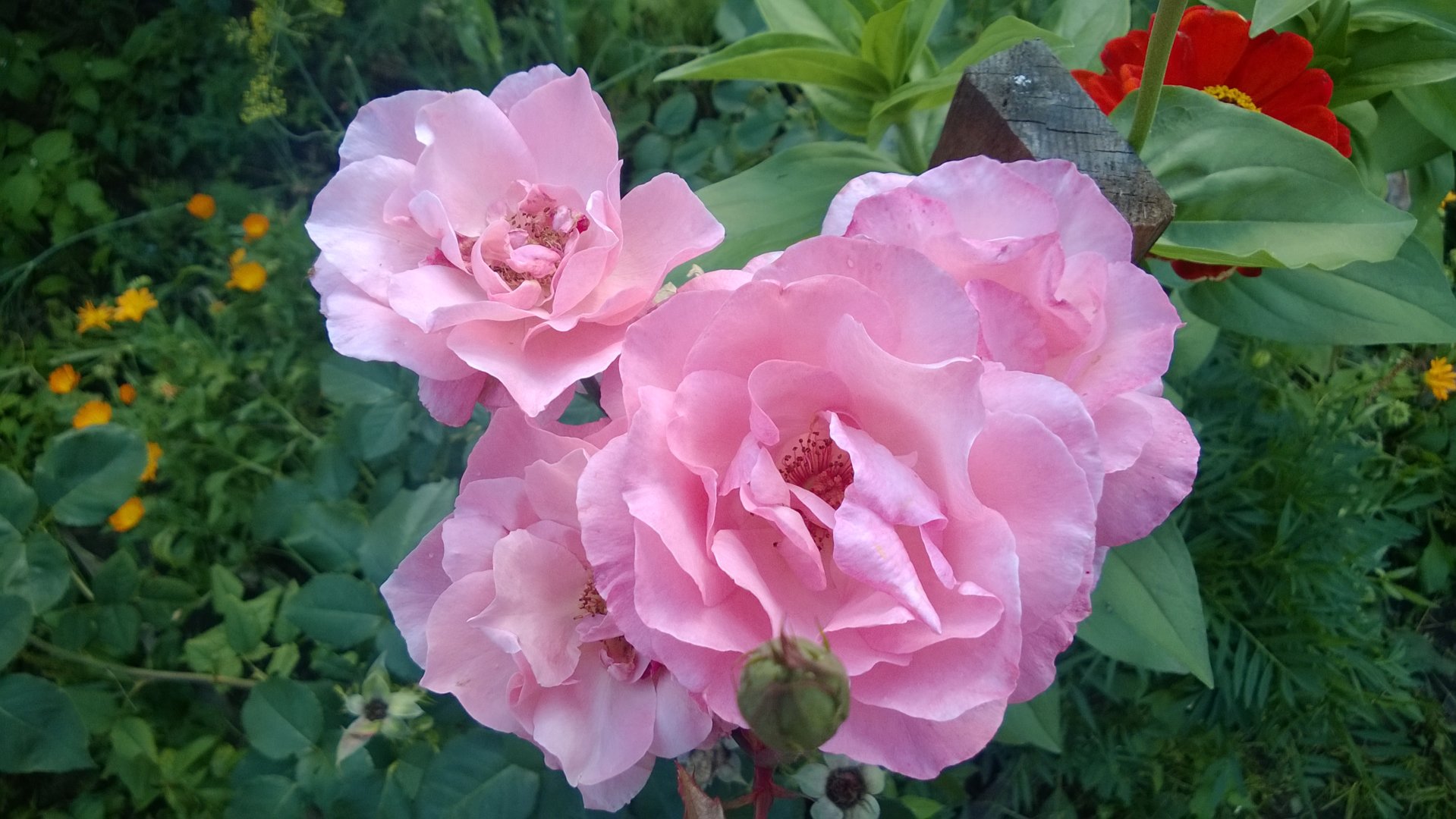 WP_20200820_015.jpg