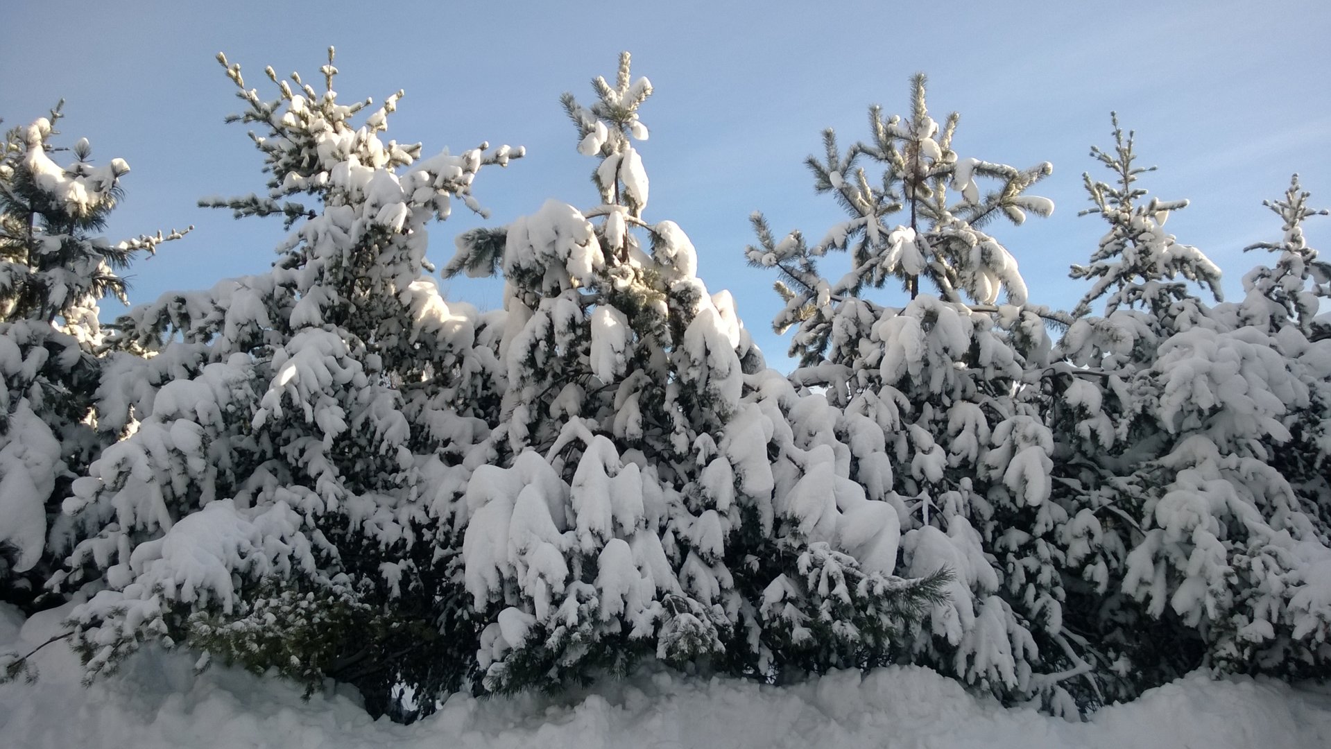 WP_20201121_014.jpg