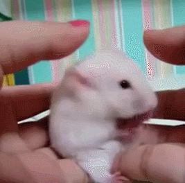 хомячка.gif