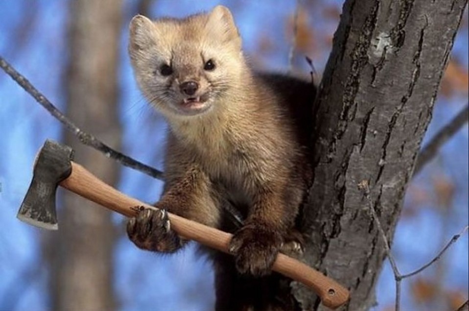 Хрен Вам, а не шуба..jpg