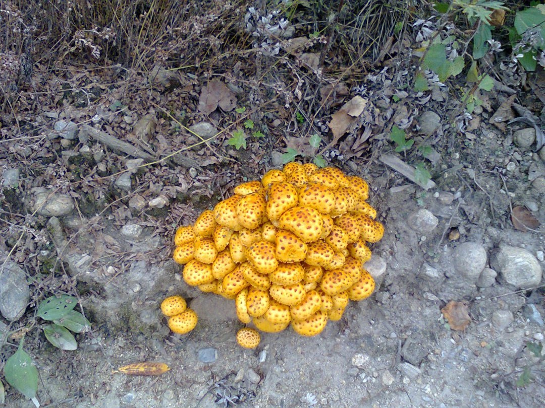 хрипы.jpg