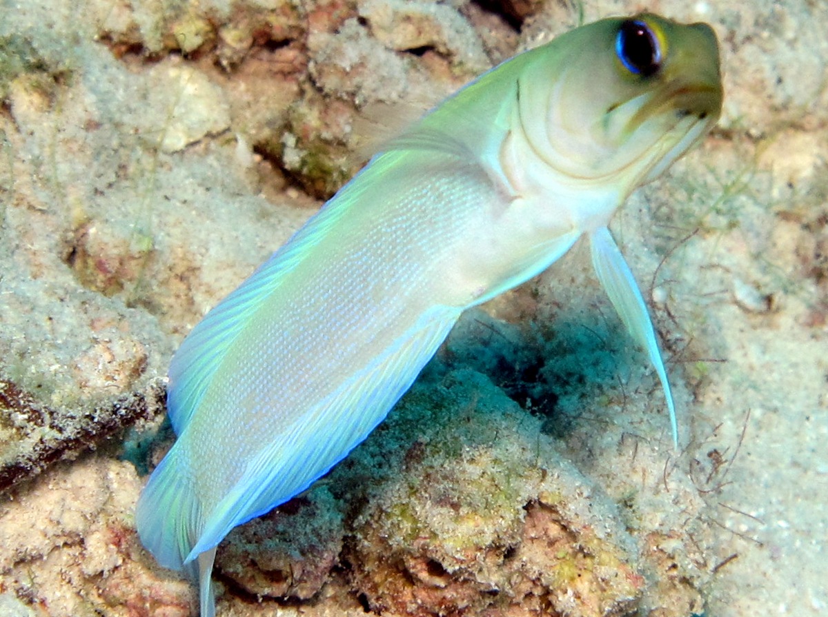 yellowhead-jawfish-fish-photo.jpg
