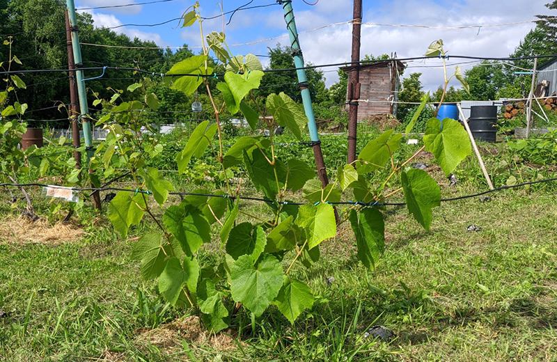 Загадка Шарова.jpg