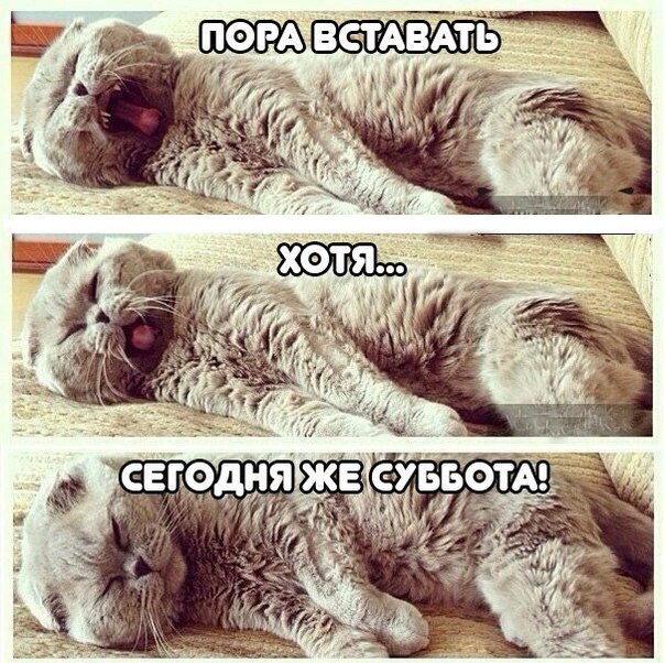 зееевать.jpg