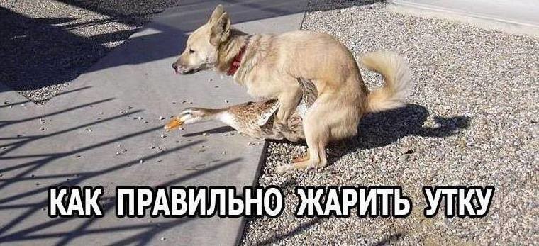 жарить.jpg