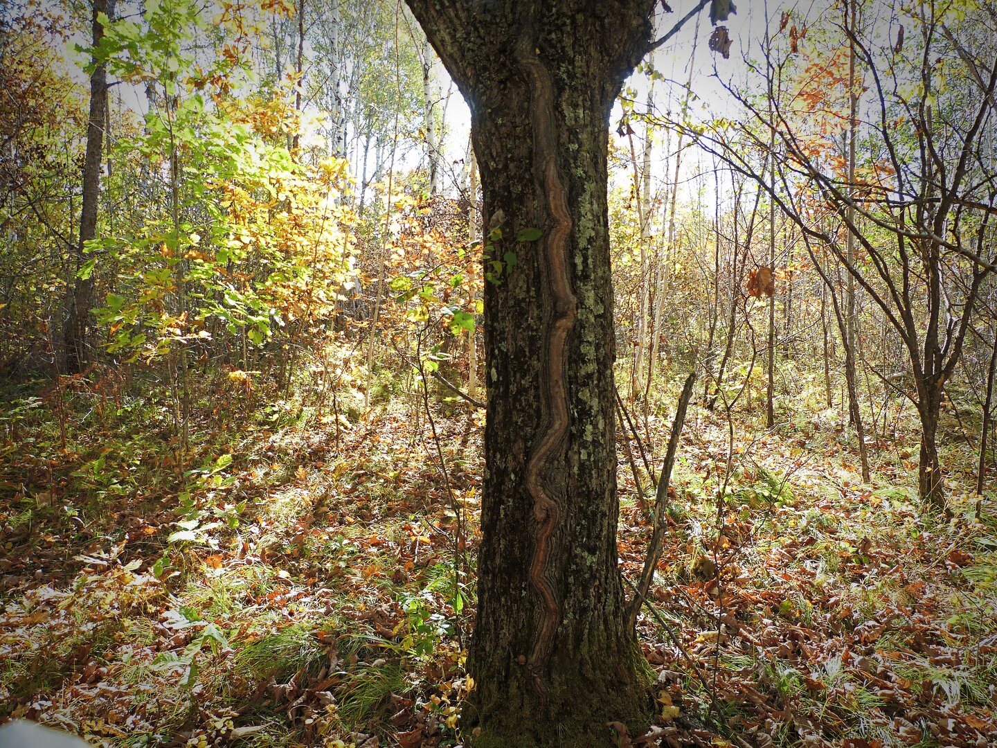 Змея на стволе.jpg