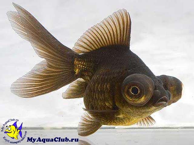 zolotaya_ribka_teleskop_1_640x480.jpg
