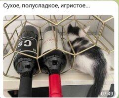 котэ.jpg