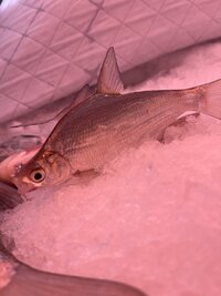 IMG_3412.jpeg