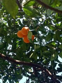 IMG_20250309_114415.jpg