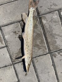 IMG_9894.jpeg