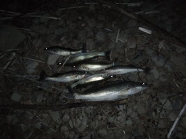 DSCF1589.JPG