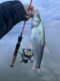 IMG_4851.jpeg