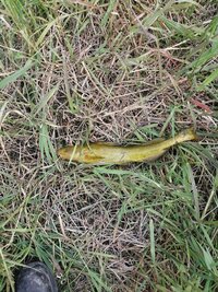 IMG_20250529_063802.jpg