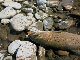 IMG_0942.JPG